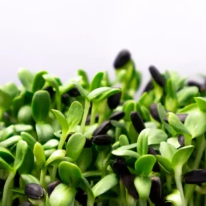 HomeGarden Microgreens Station | Frische Sprossen